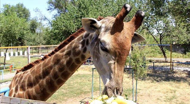 Shymkent Zoo