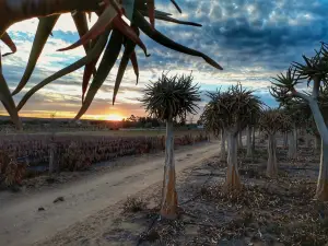 Kokerboom Kwekery Nursery