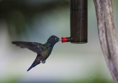 Vogelpark Avifauna