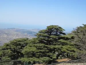 Shouf Biosphere Reserve Barouk Cedar Forest