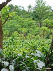 Handunugoda Tea Estate