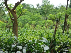 Handunugoda Tea Estate