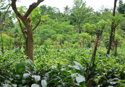 Handunugoda Tea Estate