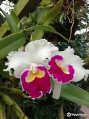 Orchideen Welt
