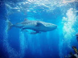 DPM Diving Koh Tao