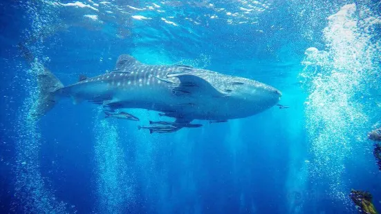 Dpm Diving Koh Tao