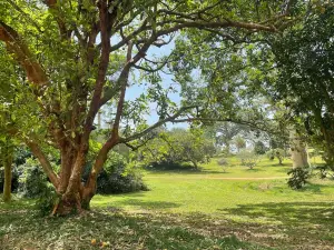 Jardín Botánico de Entebbe