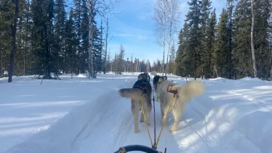 Firewalkers Alaskan Malamute