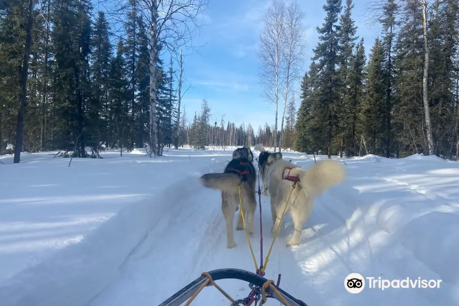 Firewalkers Alaskan Malamute