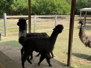 Luray Zoo A Rescue Zoo