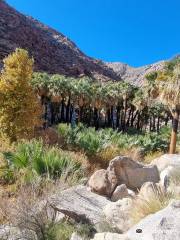 Borrego Palm Canyon Nature Trail