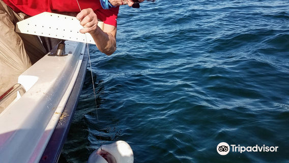 Davey Dee's Charters
