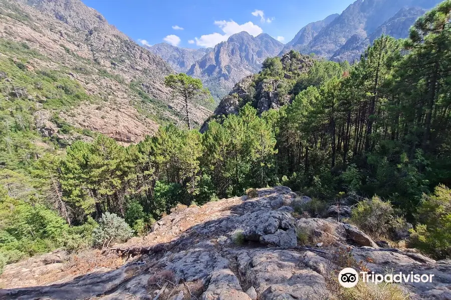 La Forêt de Bonifato La Foret de Bonifato