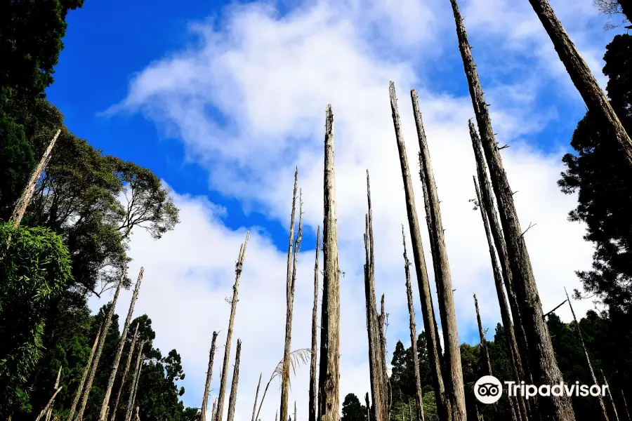 Wangyou Forest