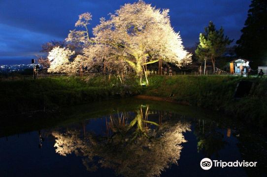 Asai No Ipponzakura
