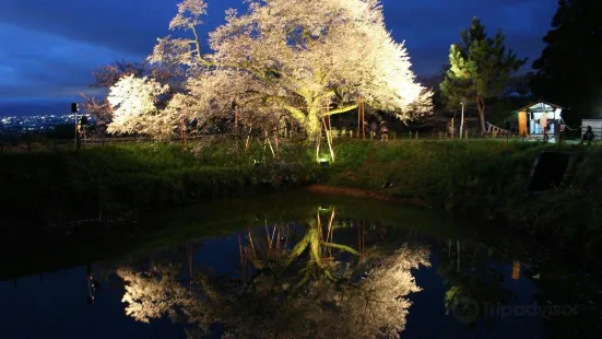 Asai's Cherry Blossom Tree