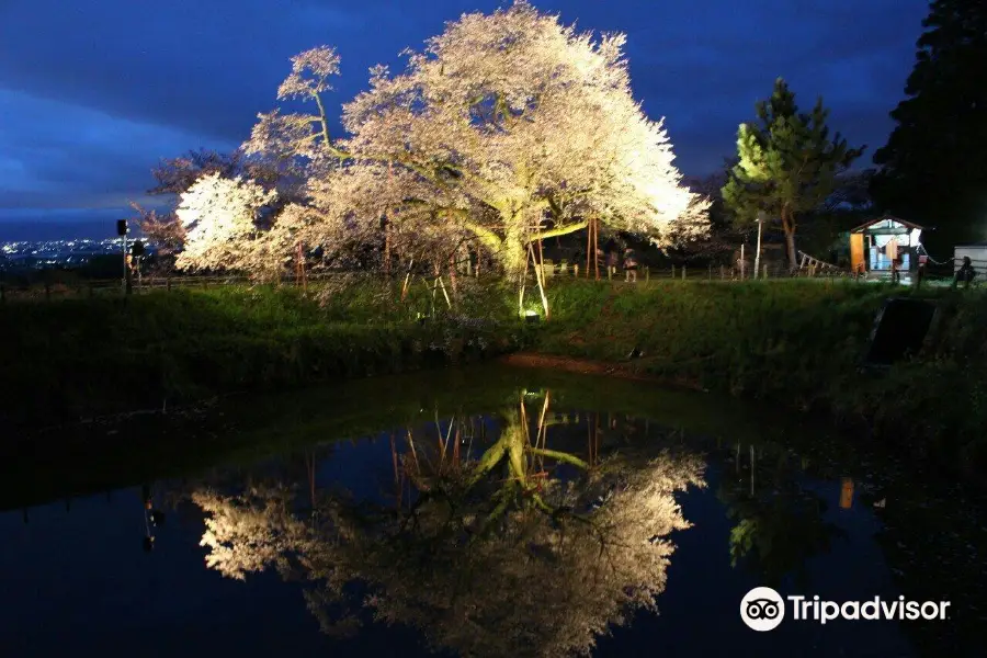 浅井の一本桜