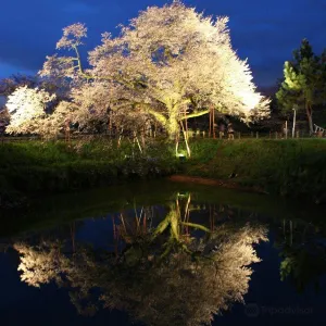 浅井の一本桜