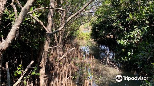 Mangrove Wonorejo Ecotourism