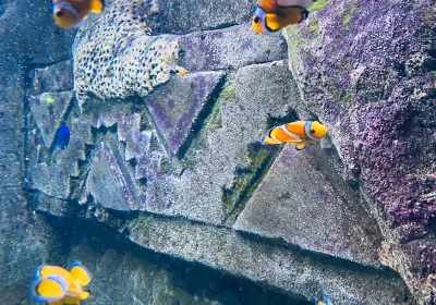 Dingle Oceanworld