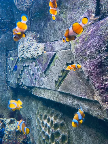 ディングル・オーシャンワール水族館