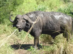 Hluhluwe - iMfolozi Park Wilderness Area