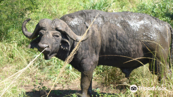 Hluhluwe–iMfolozi Park