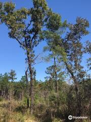 Florida Trail Land Bridge Trailhead