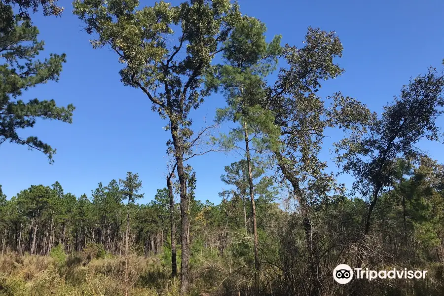 Florida Trail Land Bridge Trailhead