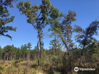 Florida Trail Land Bridge Trailhead