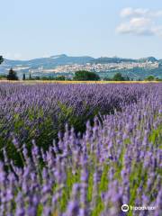 Il Lavandeto di Assisi Nursery