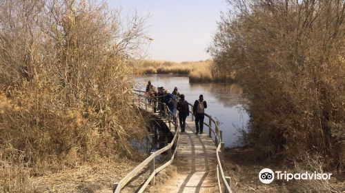 Azraq Wetlands Reserve