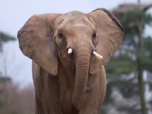 Ouwehands Zoo