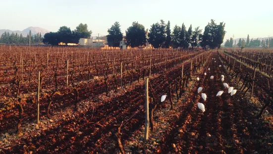 Antonio Nadal Bodegas & Vinedos