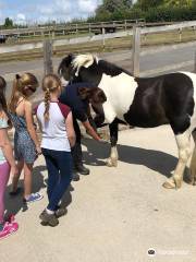 World Horse Welfare Glenda Spooner Farm
