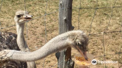 White Rock Ostrich Farm