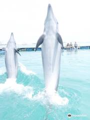 Dolphin Fantasy Ishigaki Island