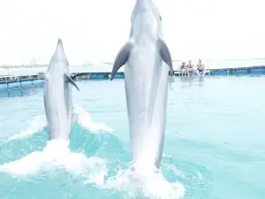 Dolphin Fantasy Ishigaki Island