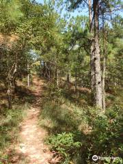 Sweetgum Swamp Trail