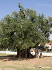 700 Year OId Oak