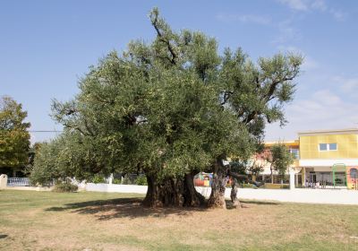 700 Year OId Oak