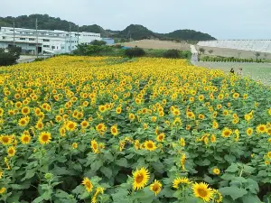 Kanko Noen Hana Hiroba Tourist Farm