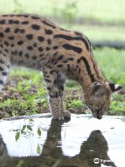 Zululand Cat Conservation Project