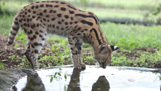 Zululand Cat Conservation Project