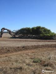 The Leaning Trees