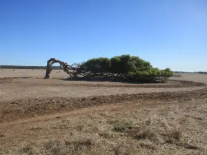 The Leaning Trees