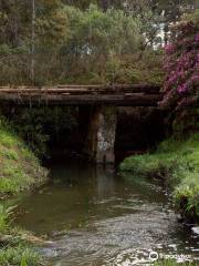 Bosque Nacional de Canela