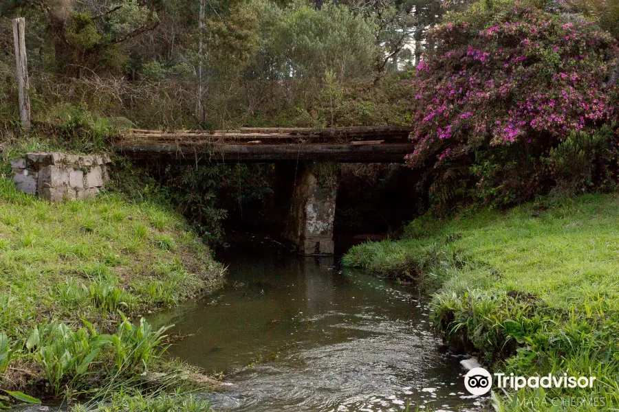 Floresta Nacional de Canela