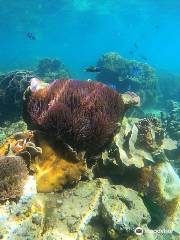 Borneo Sea Walking