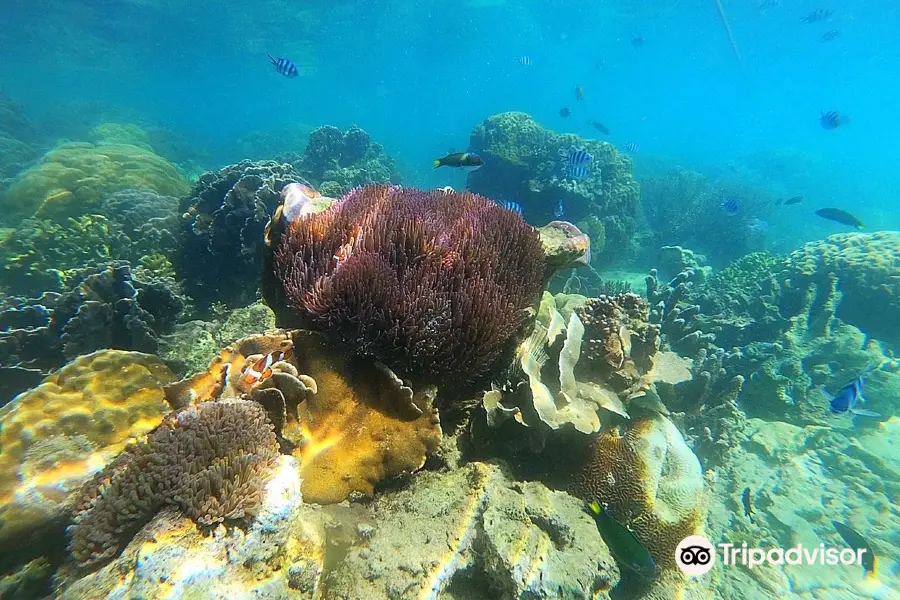 Borneo Sea Walking